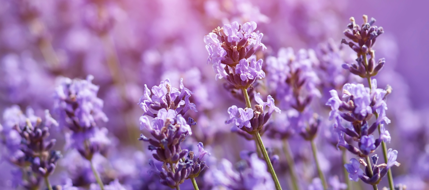Levandule